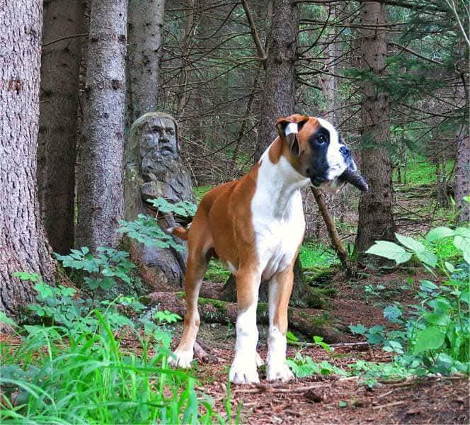 German Boxer Posing