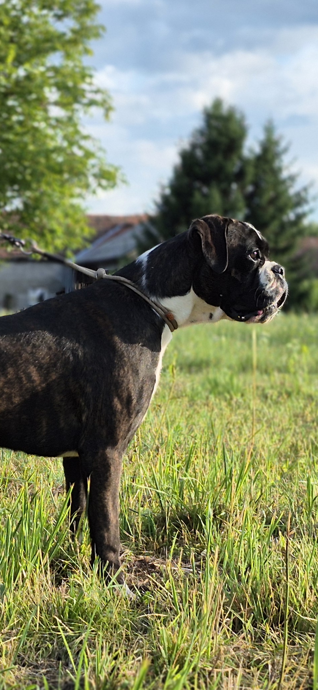 Life of German Boxer