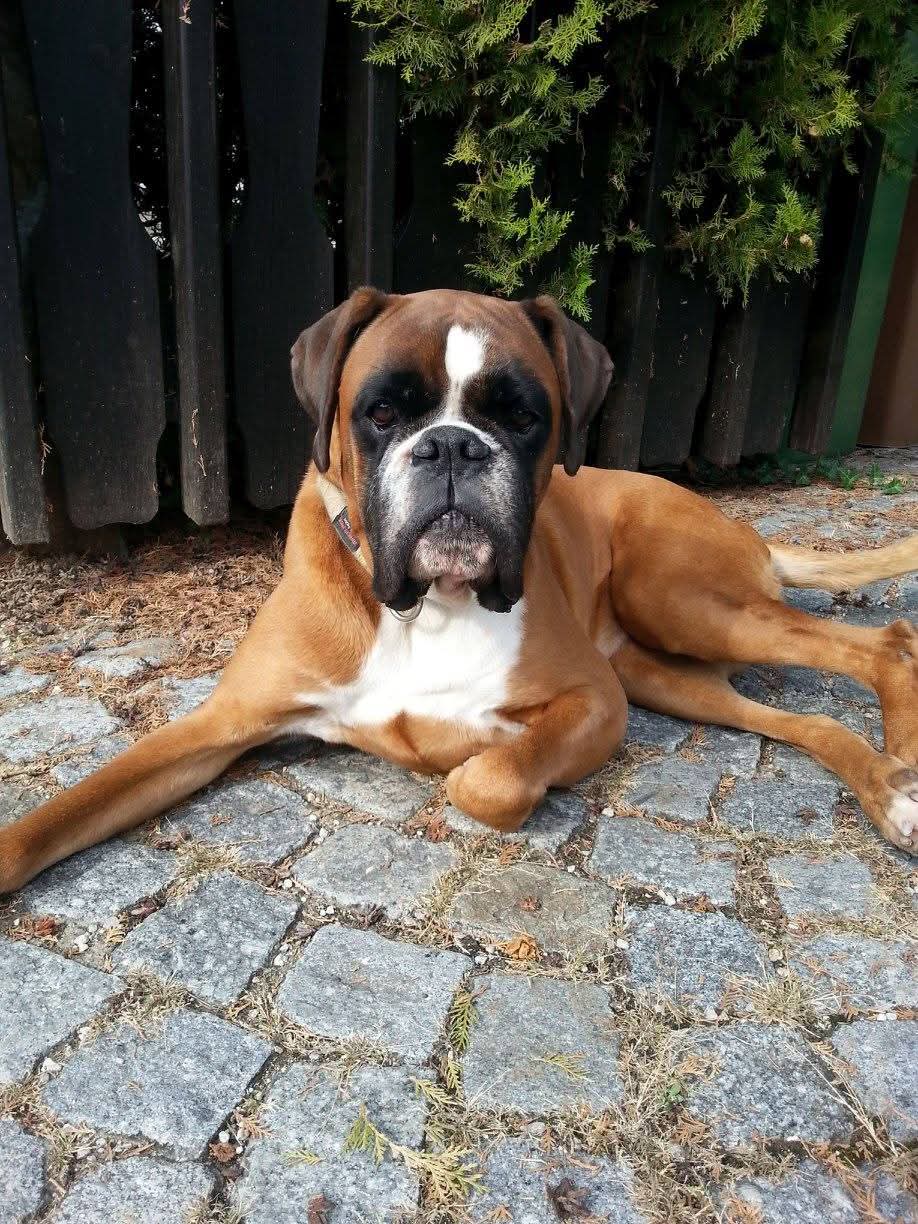 Happy German Boxer