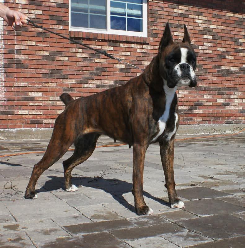 German Boxer show posing