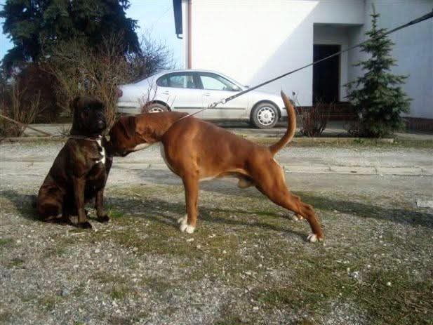 German Boxer show posing