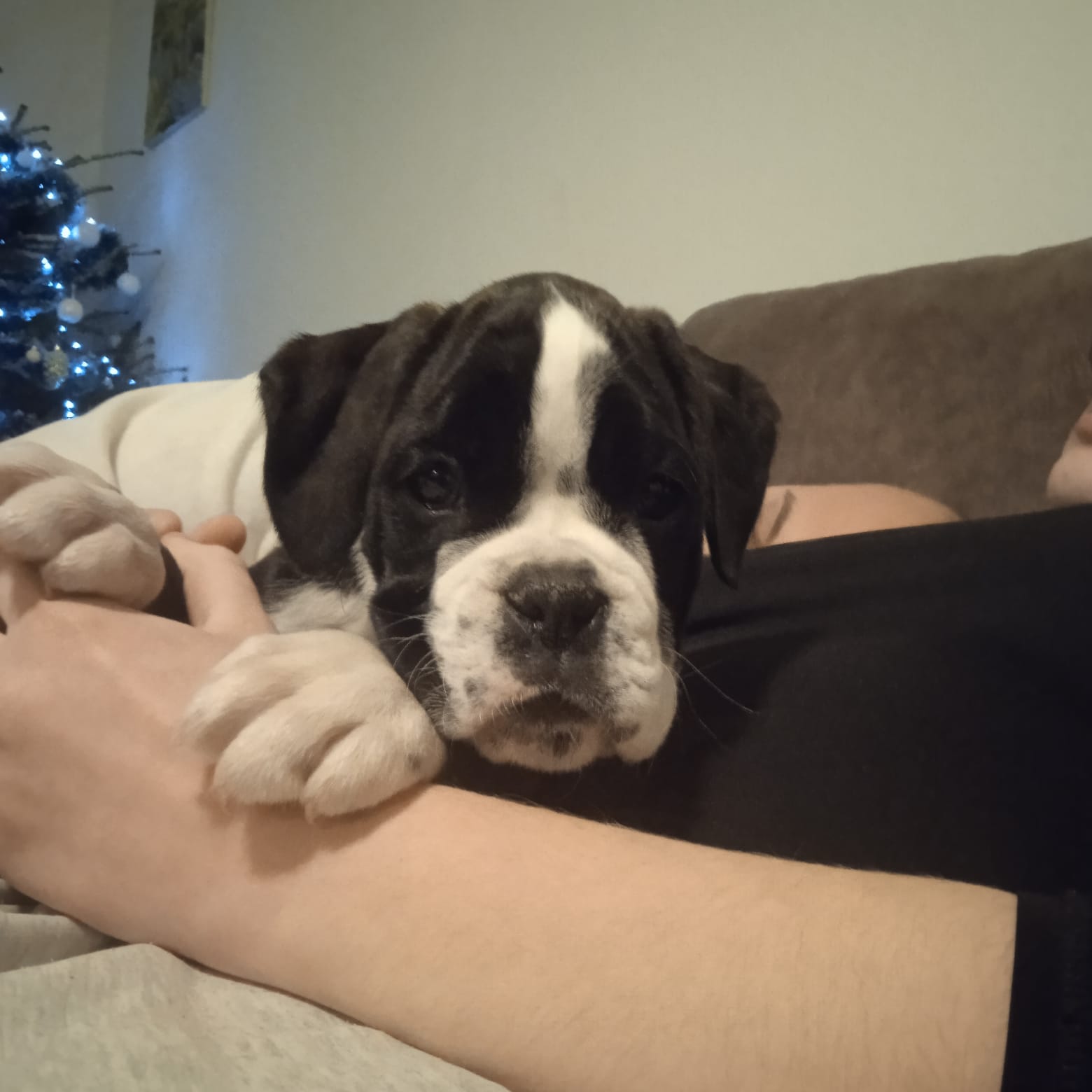 German Boxer puppies