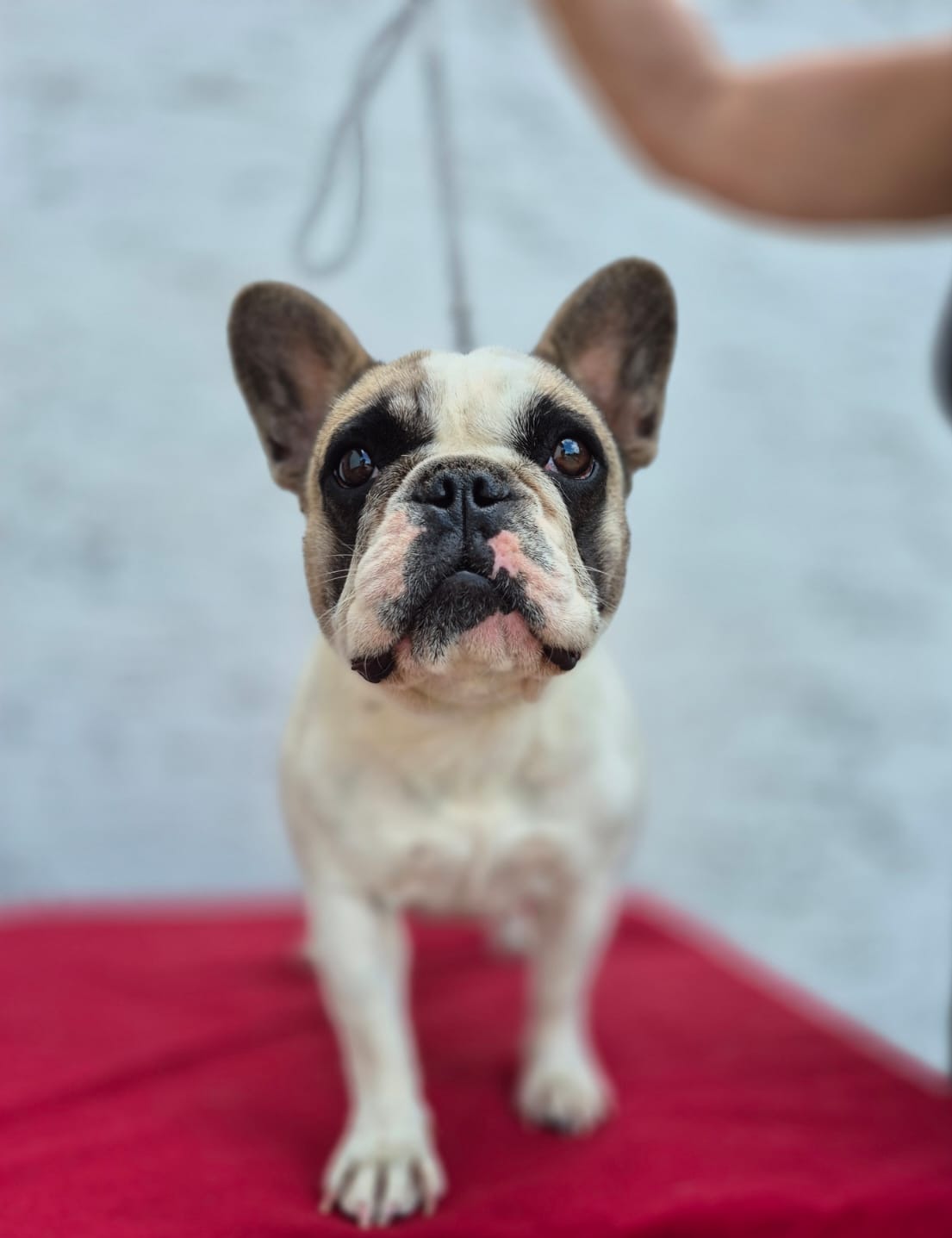 French Bulldog - Esmeralda Brnic Dogs