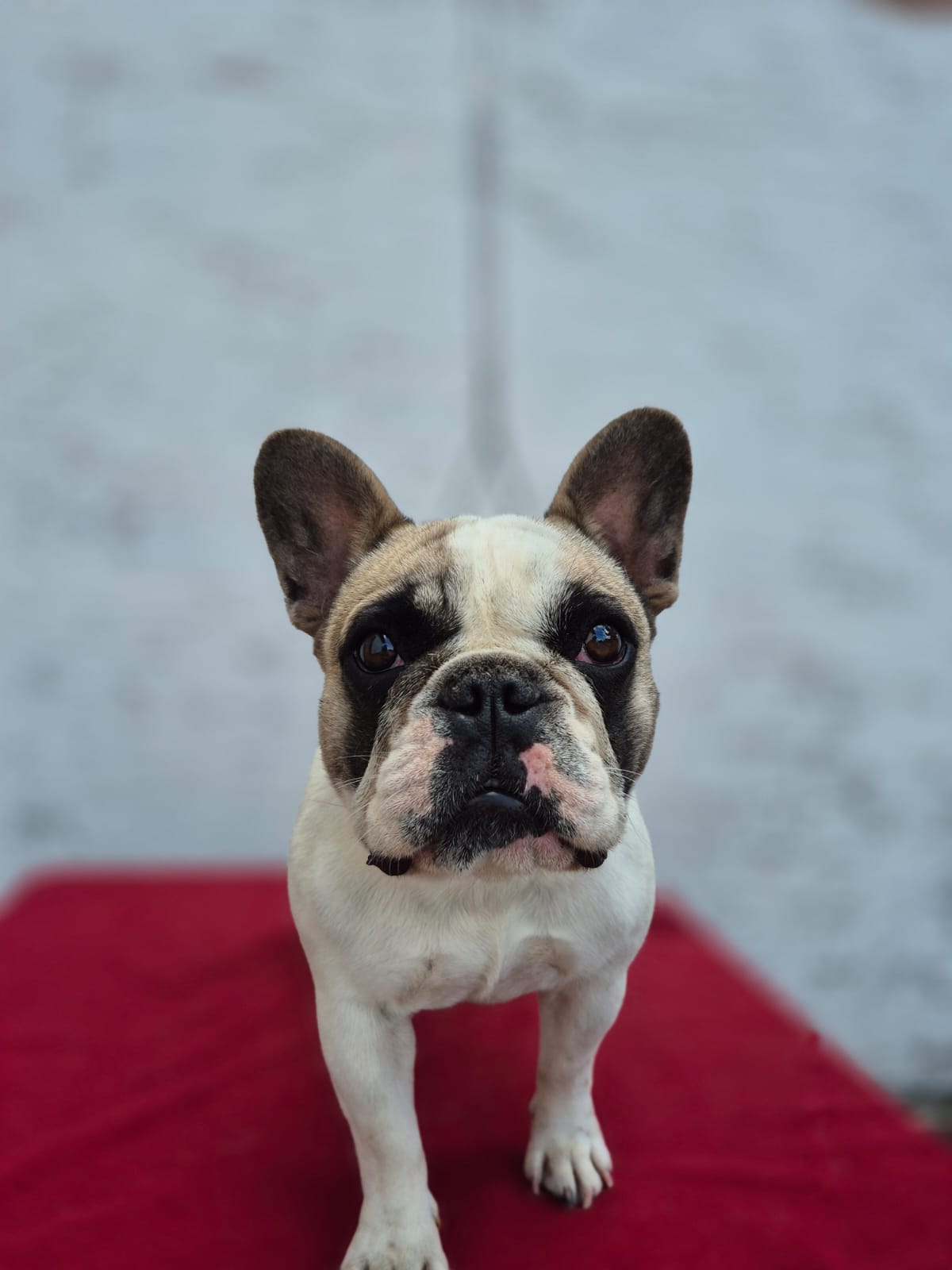 French Bulldog - Esmeralda Brnic Dogs