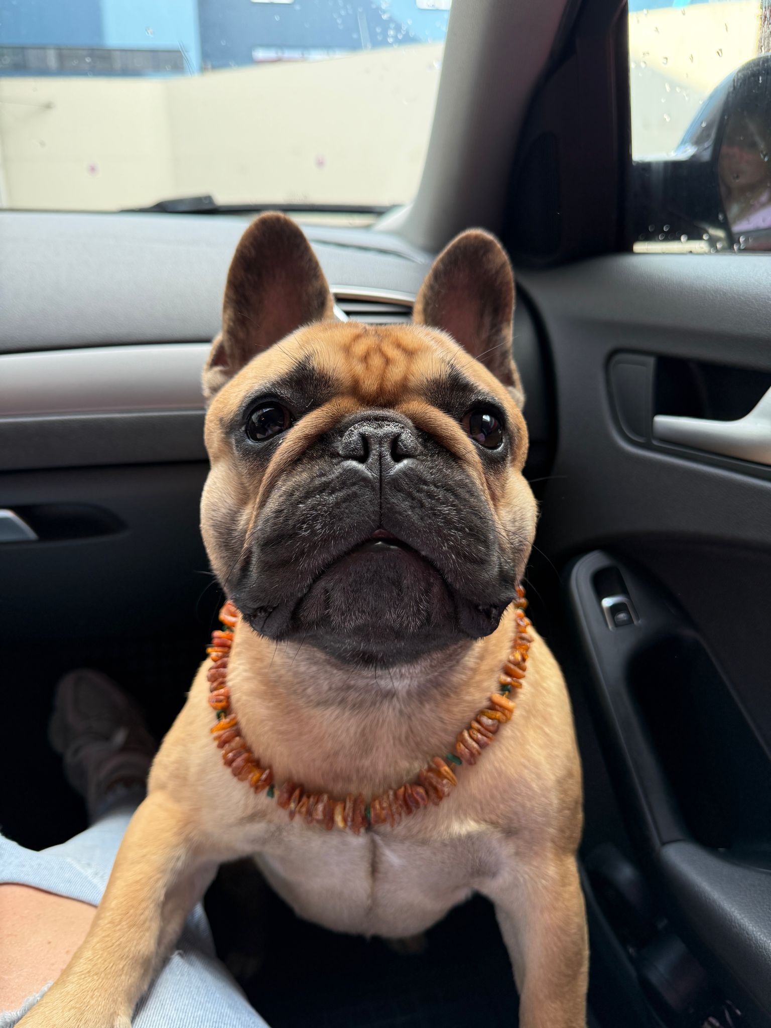 Happy French Bulldog