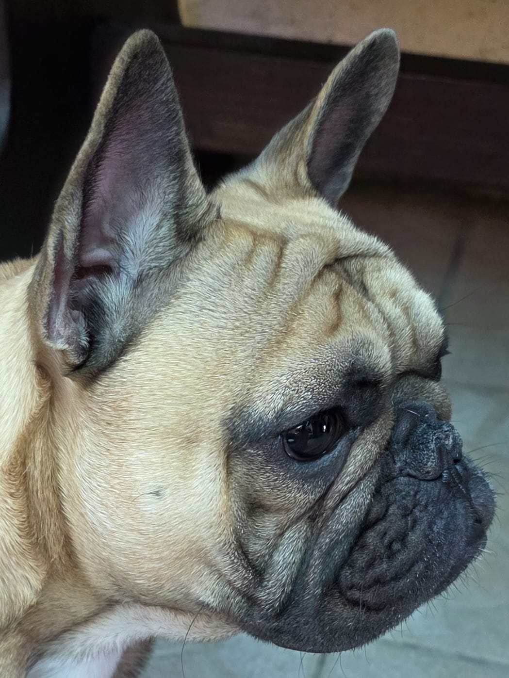 French Bulldog