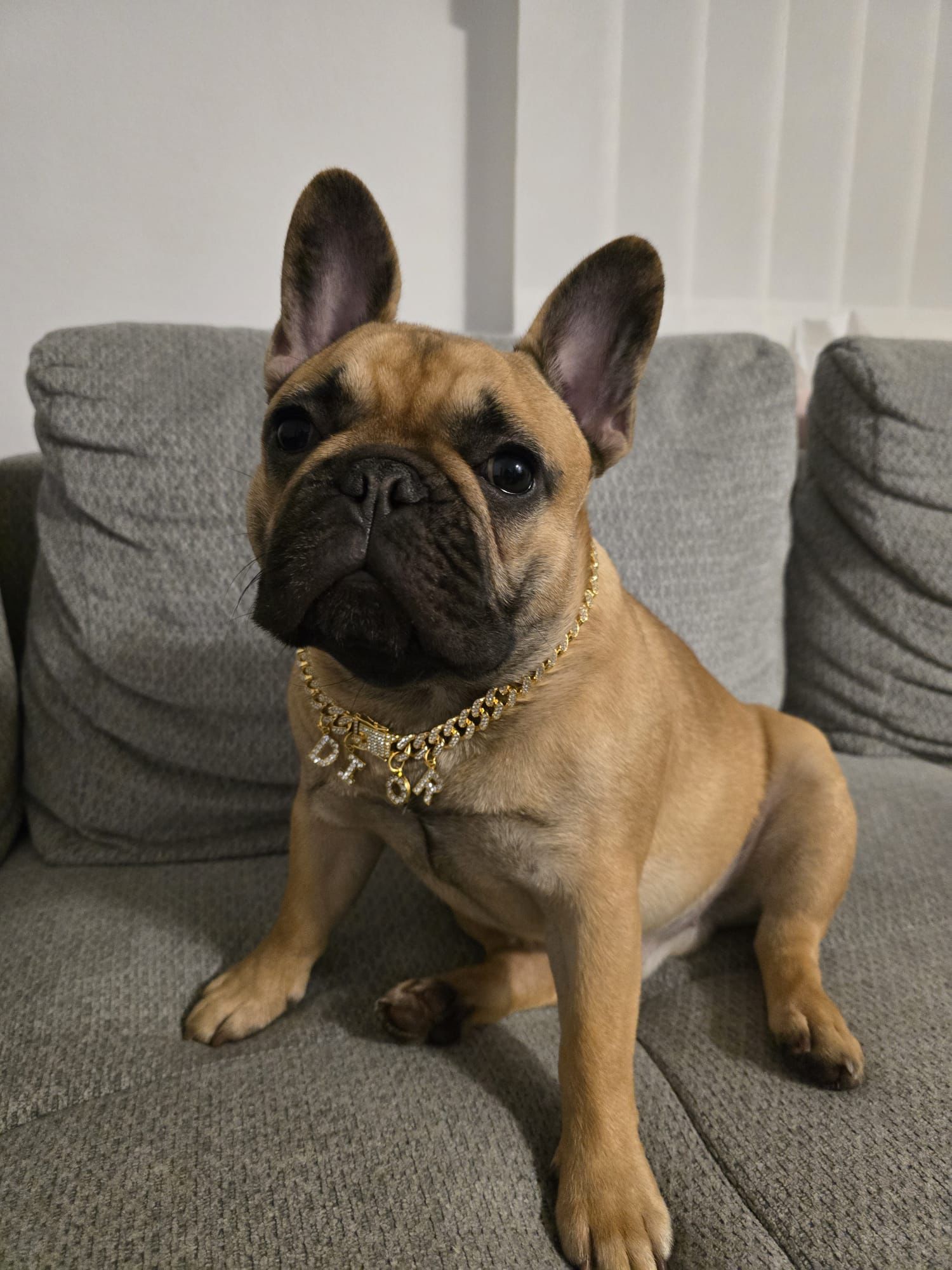 Life of french bulldog
