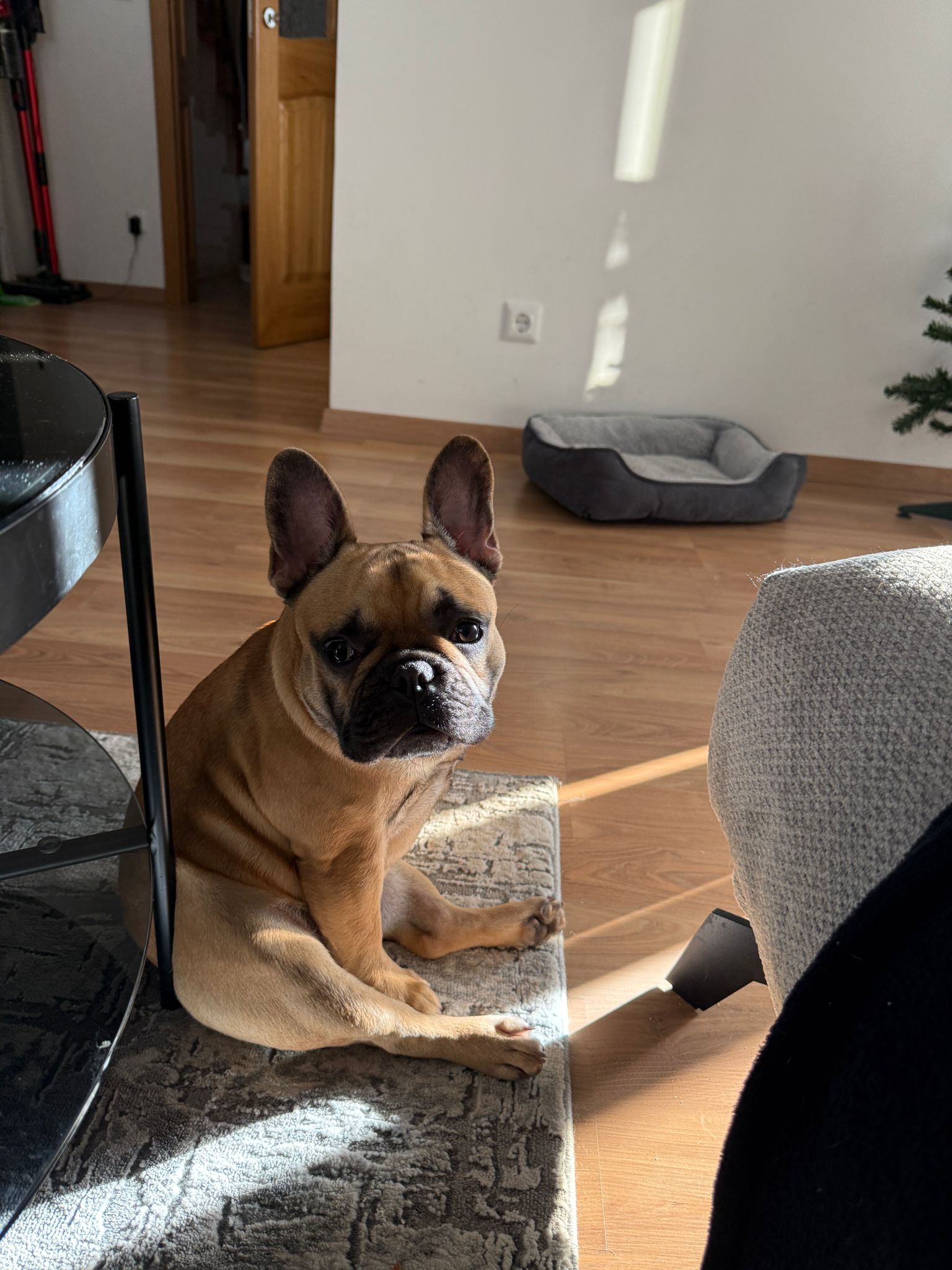 Life of french bulldog