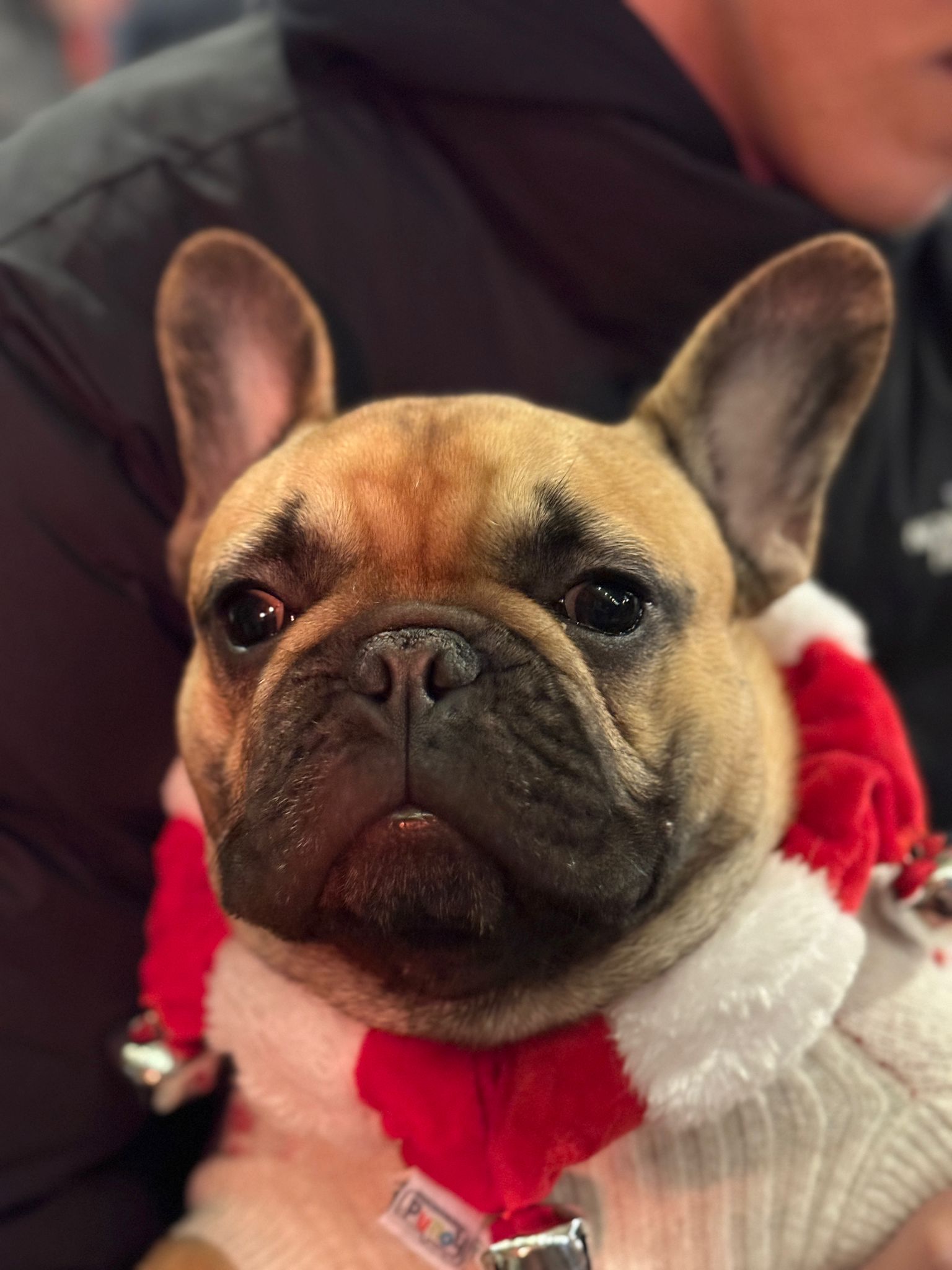 Life of french bulldog