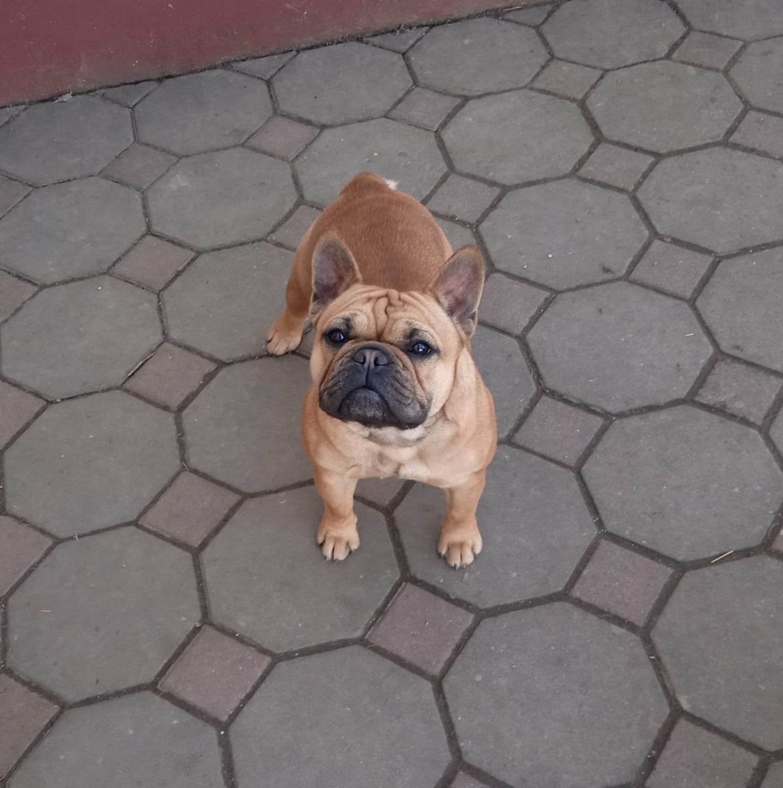 Adult French Bulldog