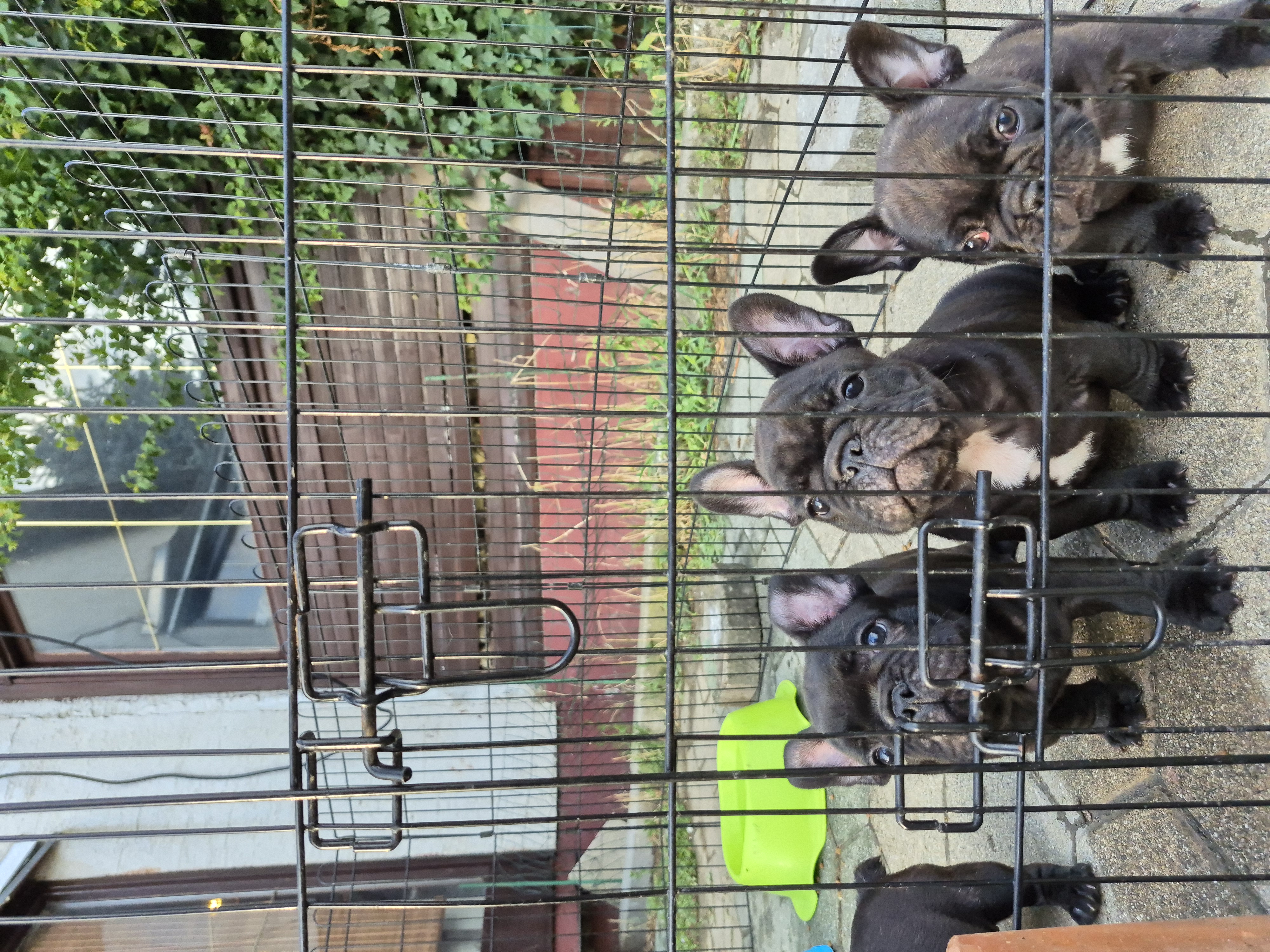 Litter B puppies