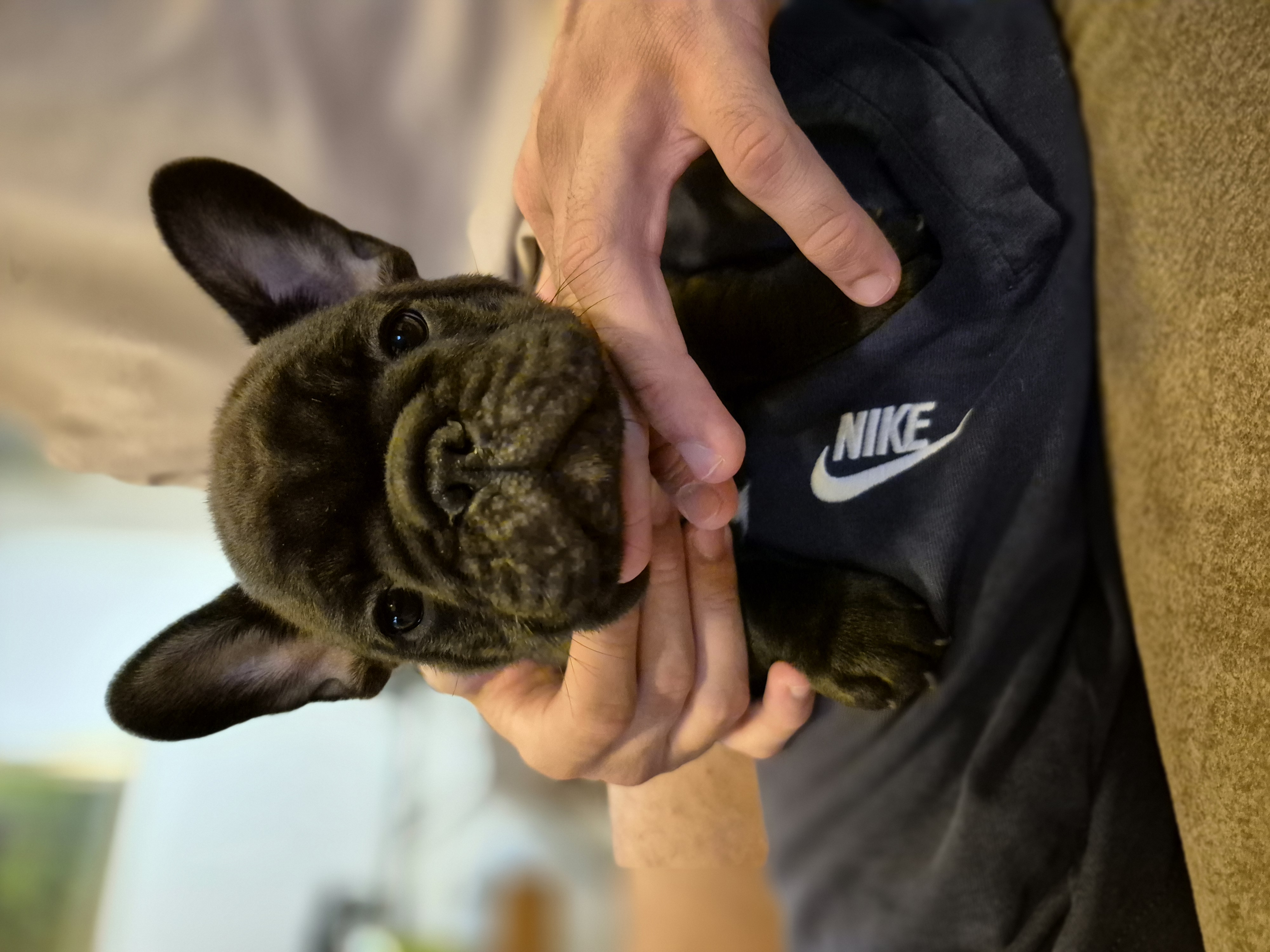 Litter B - Brutus