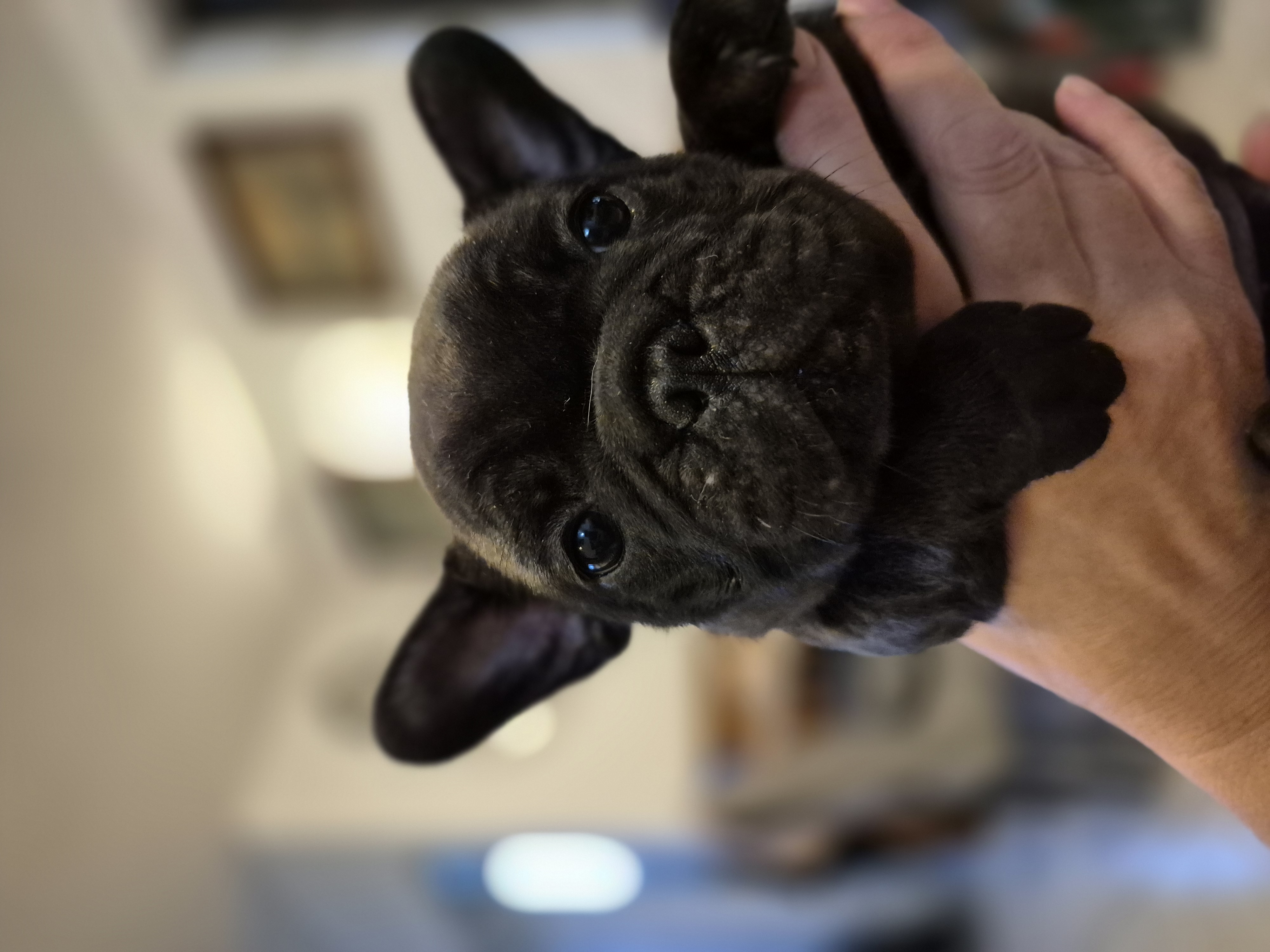 Litter B - Beatrice
