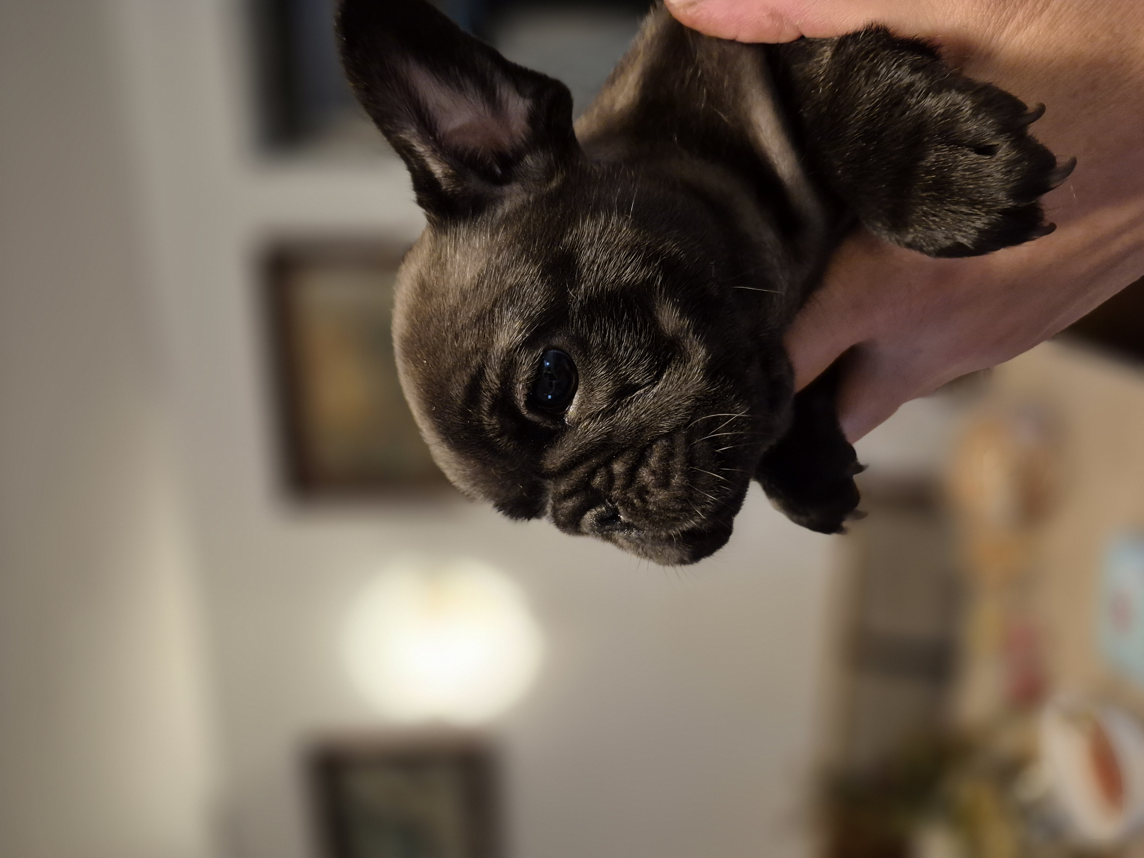 Litter B - Beatrice