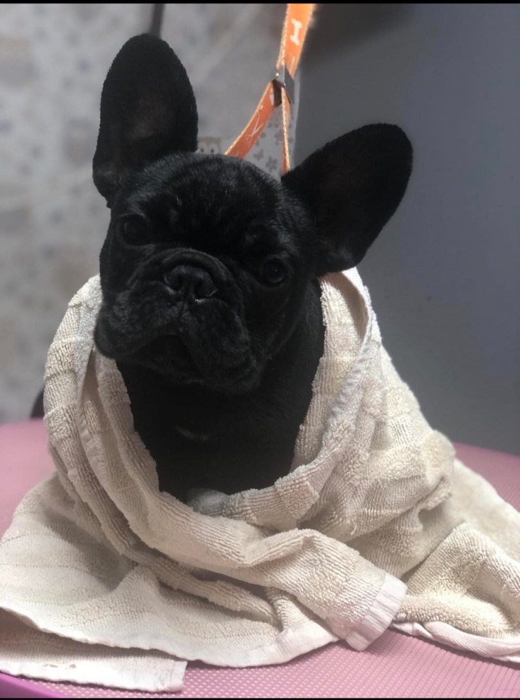 Happy french bulldog