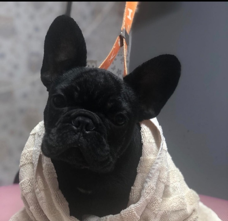 French Bulldog - Flash Lse empire frenchie