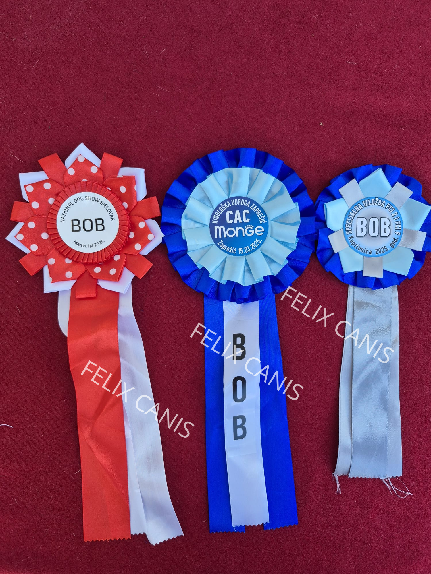 German Boxer show rewards