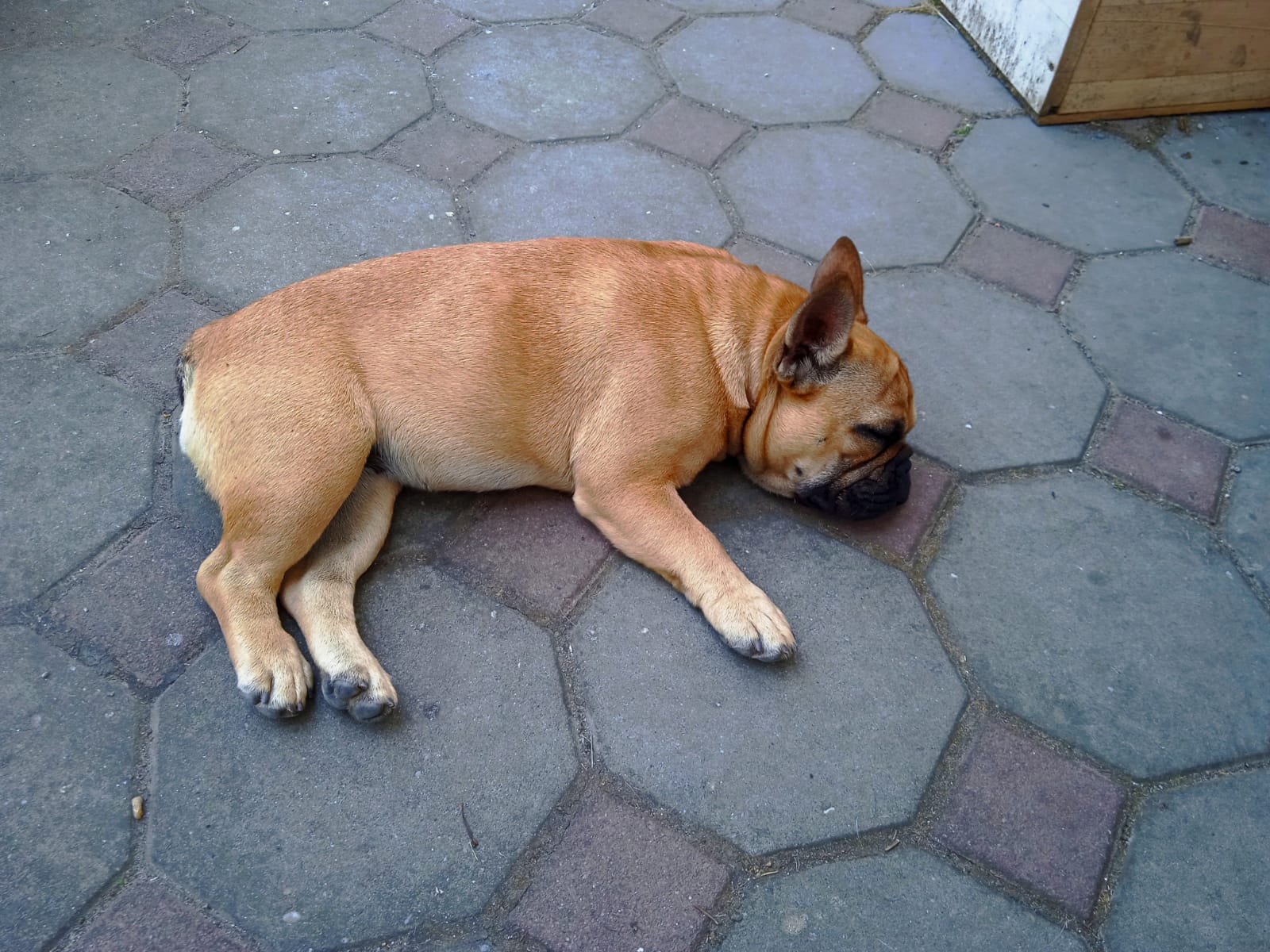 Life of french bulldog