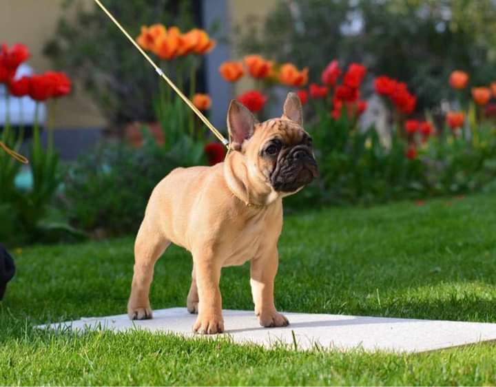 French Bulldog - Dumm-Dumm Royal of France Meggie