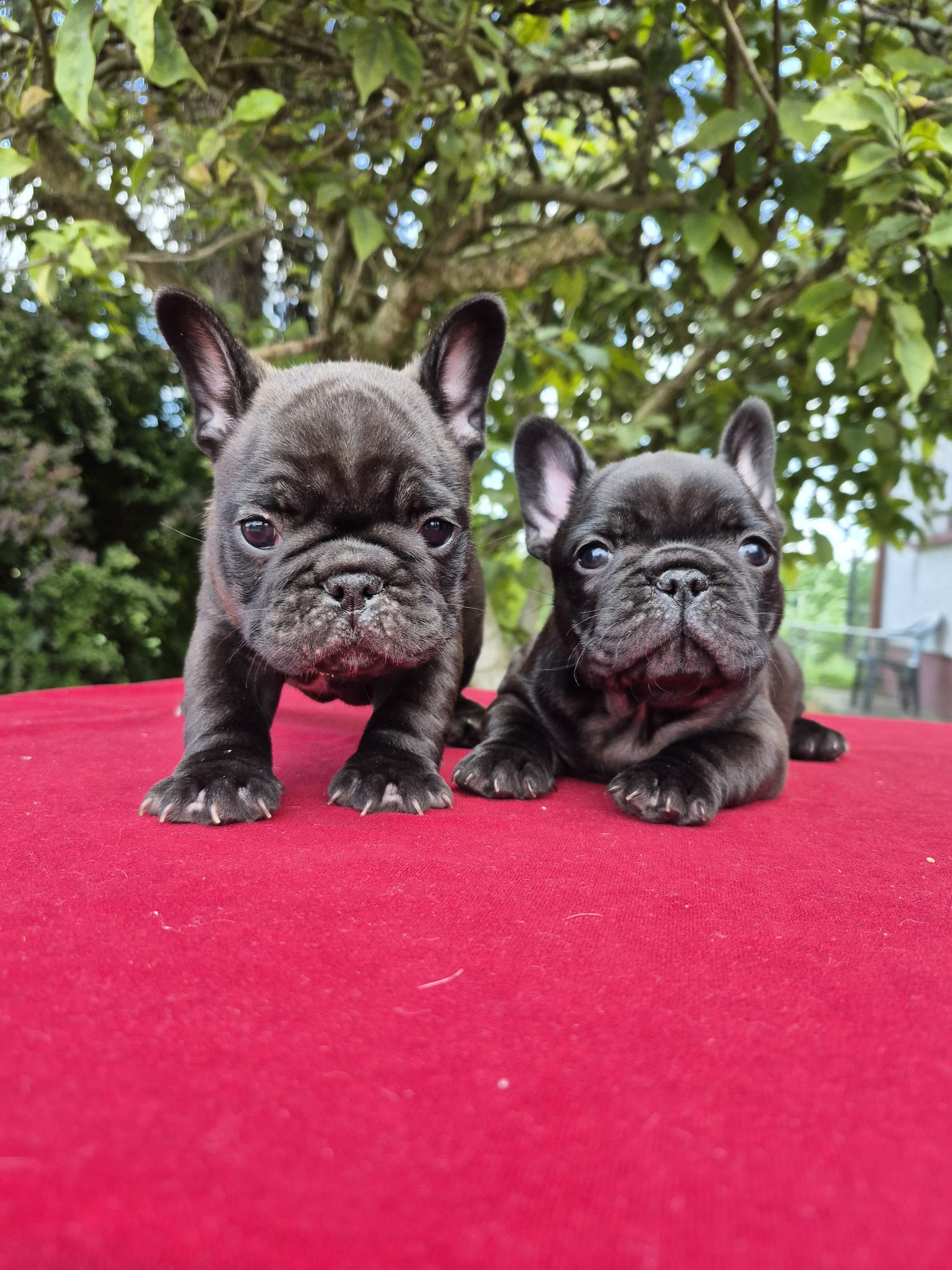 French Bulldog puppies